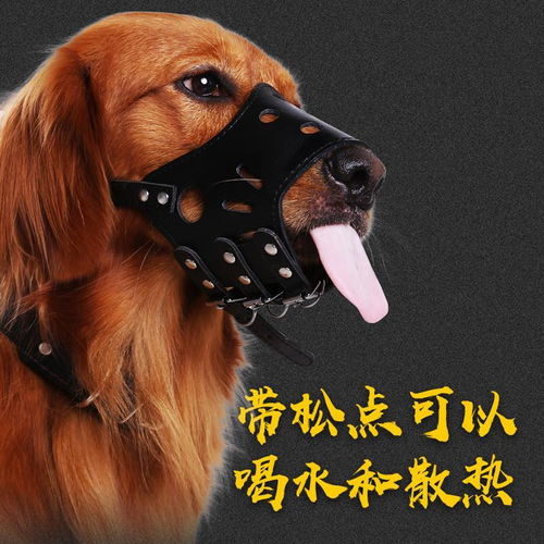 狗狗用嘴套與止吠器全解析｜防亂吃、圍叫、真愛護(hù)